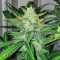 Scarlet Skunk Autoflower Feminized Seeds (Easy Grow Seeds)