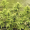 Skywalker Haze feminized seeds (Dutch Passion)