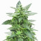 Sticky Z Glue feminized seeds