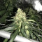 Afghan Skunk (Advanced Seeds)