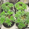 Amsterdam Amnesia Seeds (Dutch Passion)