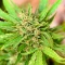 California Special Seeds