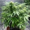 CBD Hammer Shark Seeds