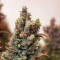 Sementes feminizadas Gelato Auto (Fast Buds)