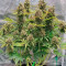 GG#4 Original Glue Auto Seeds