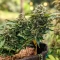 Mi 6 Auto Seeds