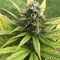 Pineapple Chunk feminized seeds