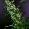 Semi Femminizzati Purple Punch (Barney's Farm)