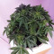 THC Bomb Auto feminized seeds