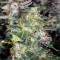 Semi femminizzati Trans Siberian Auto