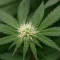 Trippy Sherbert Punch Auto feminisierte Samen (Big Head Seeds)