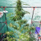 Tropicanna Poison F1 Fast Version Feminized Seeds (Sweet Seeds)