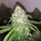 White OG feminized seeds