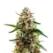 White Truffle Strain Seeds
