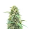 White Widow x White Fire OG Autoflower Feminized Seeds (Seedkeepers)