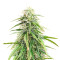 Trainwreck Fast Version (Herbies Seeds)
