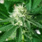 Violet Kush Auto feminized seeds