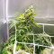 24K Gold (Herbies Seeds)