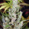 Semi di Amnesia Haze femminizzati (Soma Seeds)