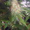 Semillas feminizadas Auto Blueberry