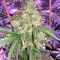Auto Gorilla OG Seeds