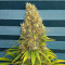 Black Jack Seeds