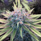 Blue Fire (Humboldt Seeds Organization)