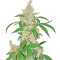 Blue Kush 99 Auto (Xtreme Seeds)
