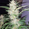 Blueberry Bud cannabis strain