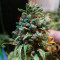 Blueberry OG strain