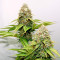 Bruce Banner #3 Fast strain