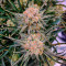 Bruce Banner Auto strain