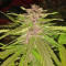 Bubba Gum Auto strain