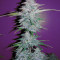 CBD Lemon Potion Auto Seeds