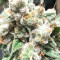 Critical Seeds