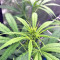Green Haze x Malawi Seeds