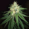 Graines de cannabis Headbanger (Karma Genetics)