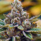 Kosher Kush (Reserva Privada)