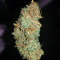 Graines de cannabis Kritikal Bilbo CBD (Genehtik Seeds)