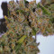 Graines de cannabis Pure Africa (Original Sensible Seeds)