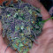 Purple Haze Auto strain
