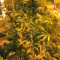 Graines de cannabis Sherbet (Seedstockers)