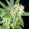 Sherbet (Seedstockers)