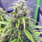 Strawberry Gum feminized seeds