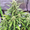 Strawberry Gum feminized seeds