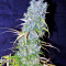 Sugarloaf (CannaBioGen)