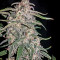 White Crystal Meth Auto strain