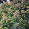 Wild Thailand Ryder feminized seeds