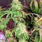 Zamaldelica regular (Ace Seeds)