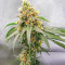 Alpha 21 Feminized Seeds (AlphaFem Seeds)